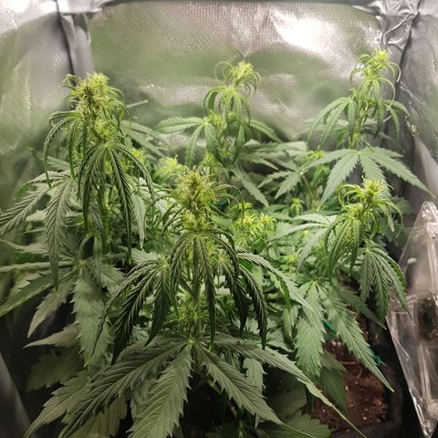 Hulkberry growlog timeline photo