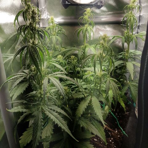 Hulkberry growlog timeline photo