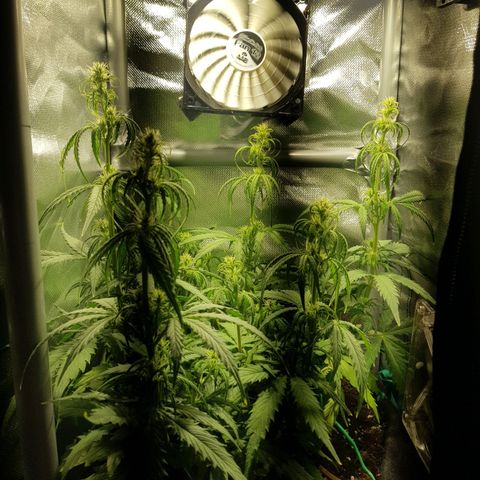 Hulkberry growlog timeline photo