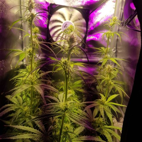 Hulkberry growlog timeline photo