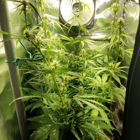 Hulkberry growlog timeline photo