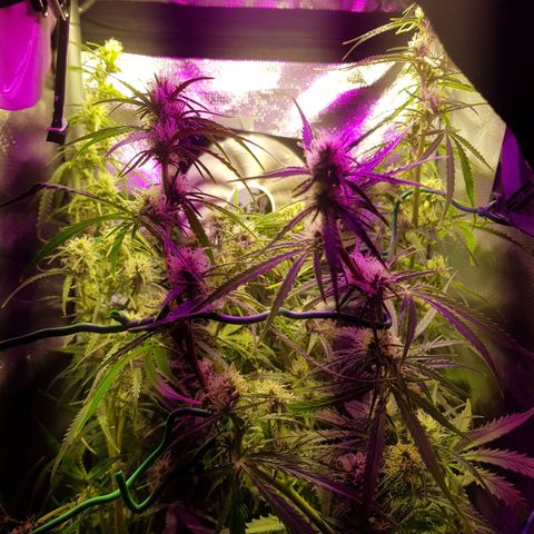 Hulkberry growlog timeline photo