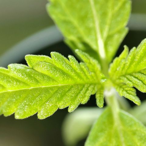 C-wa Haze growlog photo: Pflanze bei guter Gesundheit 
Erde ist feucht. Sie steht auf der Fensterbank, darüber ein Becher um die Feuchtigkeit hoch zu halten. 