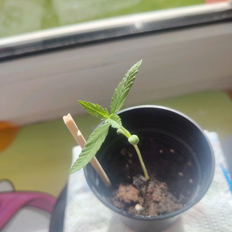 C-wa Haze growlog photo: Pflanze bei guter Gesundheit 
Erde ist feucht. Sie steht auf der Fensterbank, darüber ein Becher um die Feuchtigkeit hoch zu halten. 