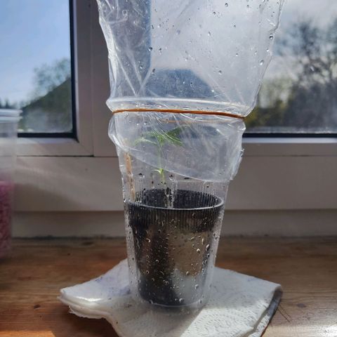 C-wa Haze growlog timeline photo