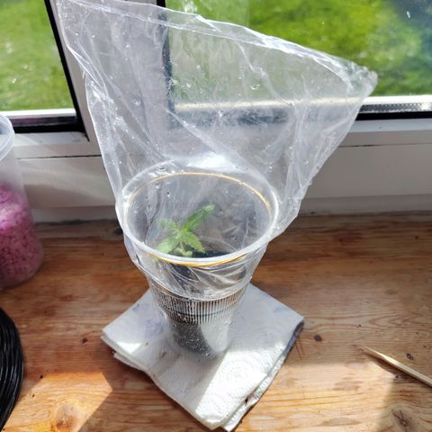 C-wa Haze growlog timeline photo