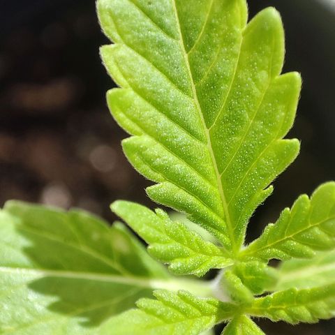 C-wa Haze growlog timeline photo