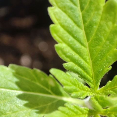 C-wa Haze growlog timeline photo