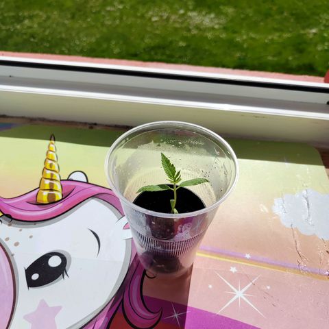 C-wa Haze growlog timeline photo