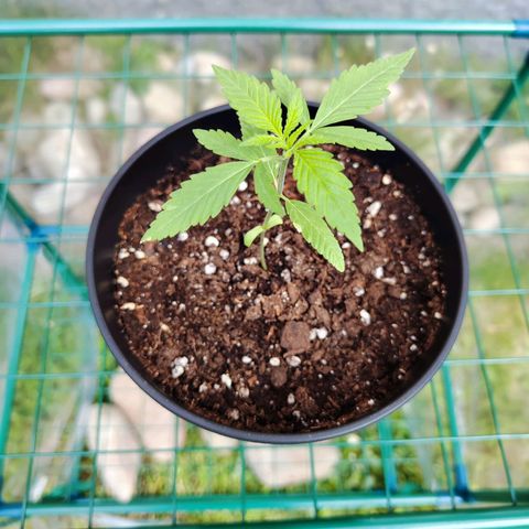 C-wa Haze growlog timeline photo