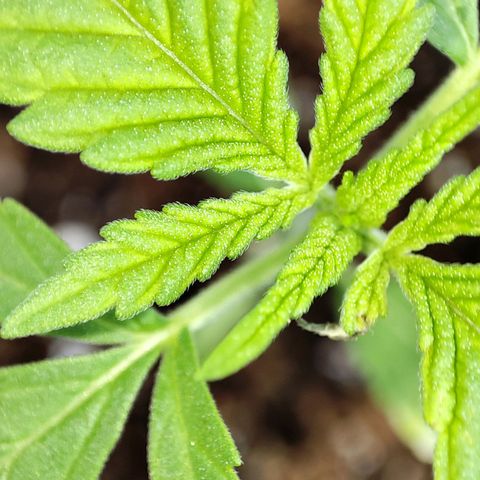 C-wa Haze growlog timeline photo
