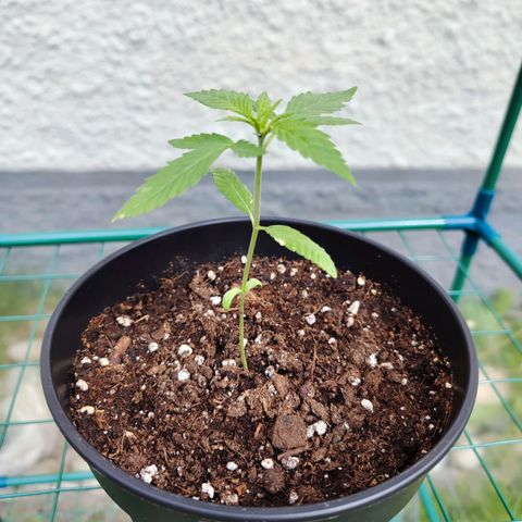 C-wa Haze growlog timeline photo