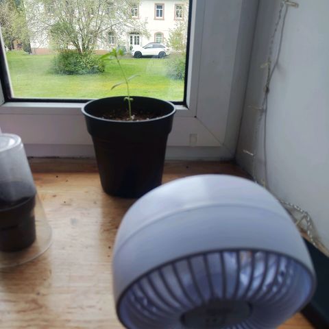 C-wa Haze growlog photo: Heute setze ich einen kleinen Schreibtischventilator ein um einen leichten luftzug zu gewährleisten 