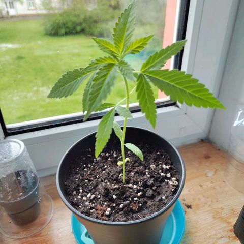 C-wa Haze growlog timeline photo