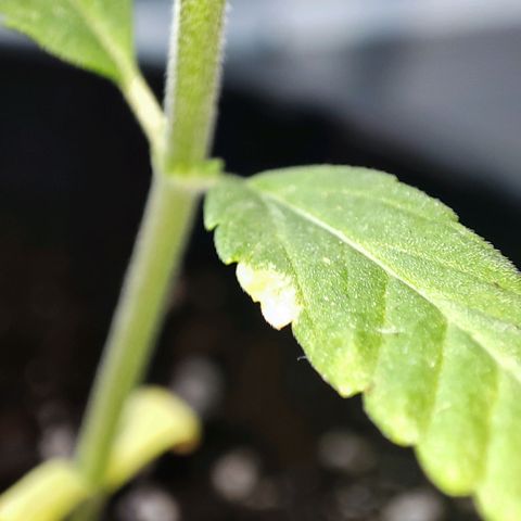 C-wa Haze growlog timeline photo