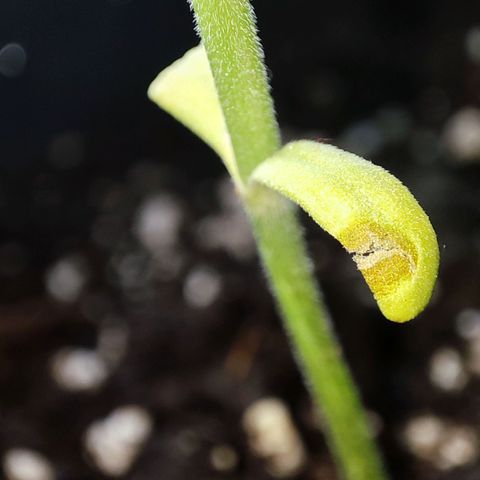 C-wa Haze growlog timeline photo