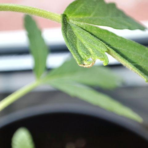 C-wa Haze growlog timeline photo