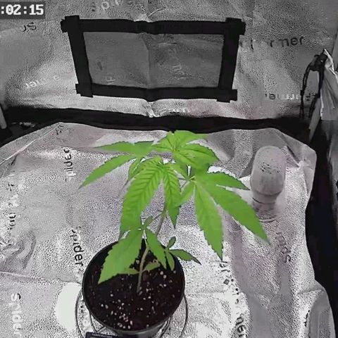 C-wa Haze growlog timeline photo