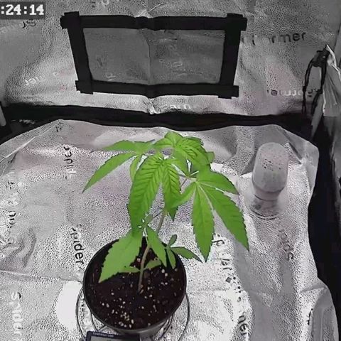 C-wa Haze growlog timeline photo