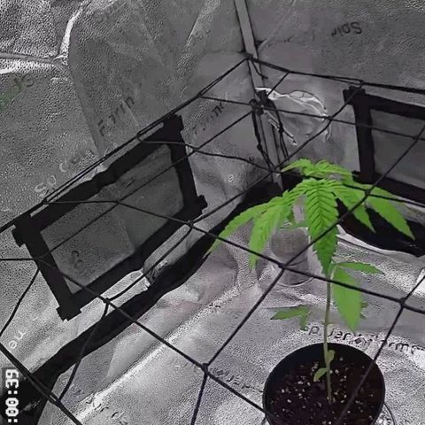C-wa Haze growlog timeline photo