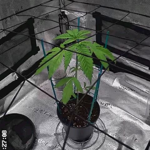 C-wa Haze growlog timeline photo