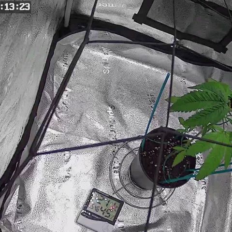 C-wa Haze growlog timeline photo
