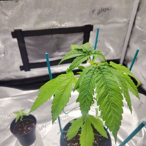 C-wa Haze growlog timeline photo