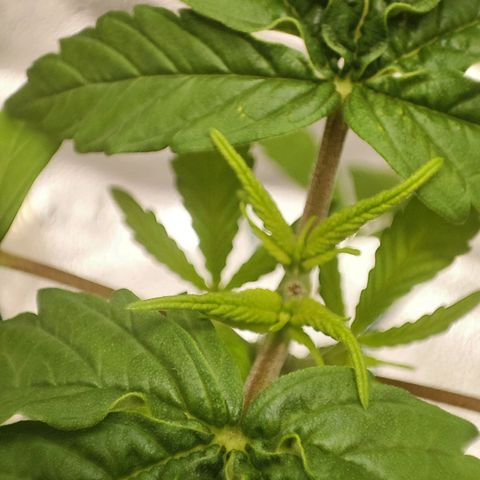 C-wa Haze growlog timeline photo