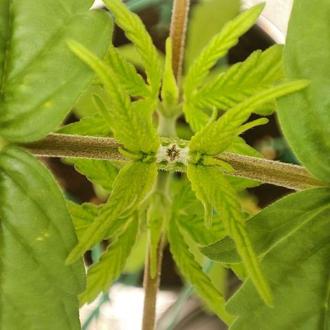 C-wa Haze growlog timeline photo
