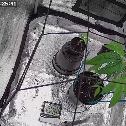 C-wa Haze growlog timeline photo