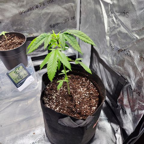 C-wa Haze growlog timeline photo