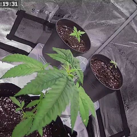 C-wa Haze growlog timeline photo