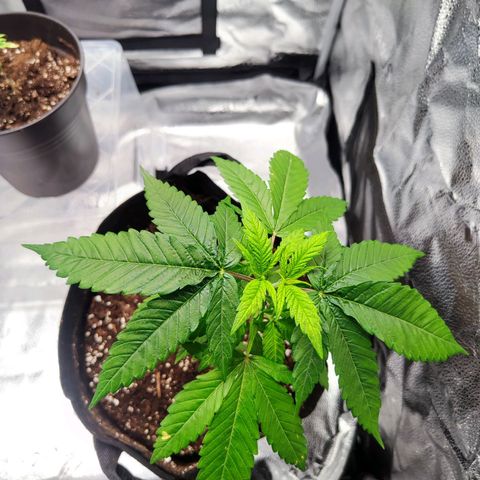 C-wa Haze growlog timeline photo