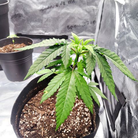 C-wa Haze growlog timeline photo