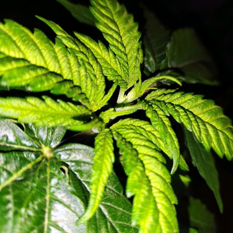 C-wa Haze growlog timeline photo