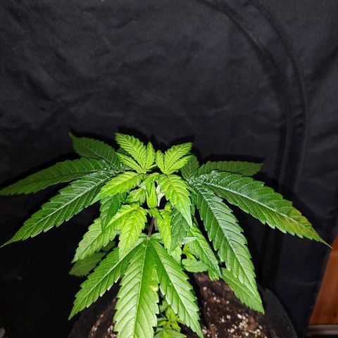 C-wa Haze growlog timeline photo