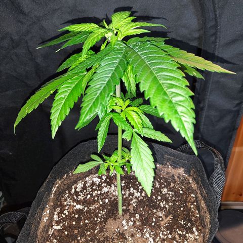 C-wa Haze growlog timeline photo