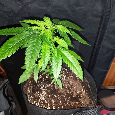 C-wa Haze growlog timeline photo