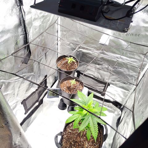 C-wa Haze growlog timeline photo