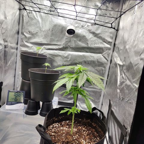 C-wa Haze growlog timeline photo