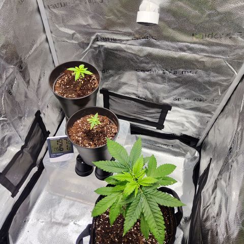 C-wa Haze growlog timeline photo