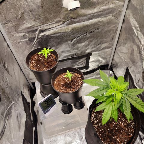 C-wa Haze growlog timeline photo