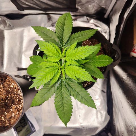 C-wa Haze growlog timeline photo