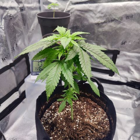 C-wa Haze growlog timeline photo