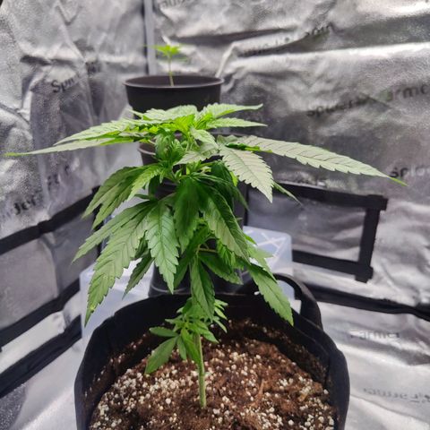 C-wa Haze growlog timeline photo