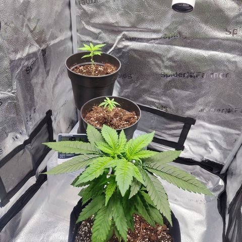 C-wa Haze growlog timeline photo