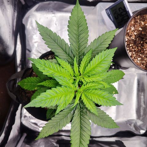 C-wa Haze growlog timeline photo