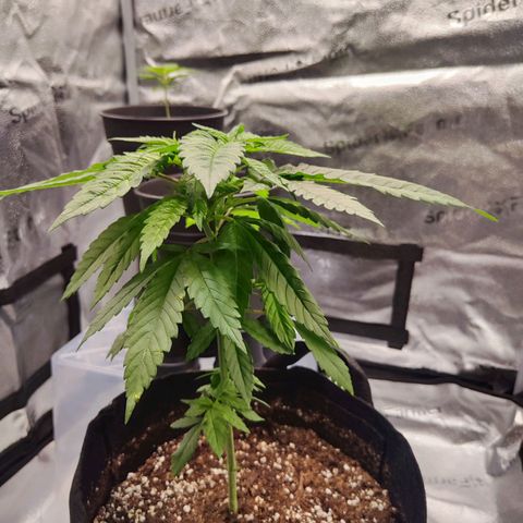 C-wa Haze growlog timeline photo