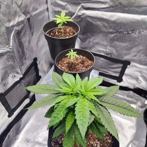 C-wa Haze growlog timeline photo