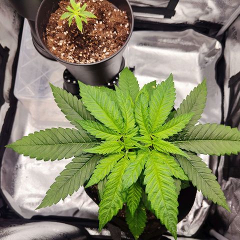 C-wa Haze growlog timeline photo
